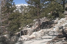Parviruba habitat - San Jacinto mtns