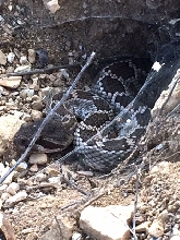 PV rattler (western rattlesnake)