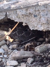Palos Verdes rattler full belly