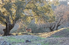 (Sonoma) mtn kingsnake habitat