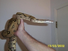 boa in hand 1