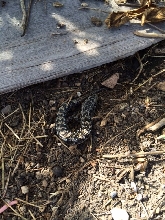 PV alligator lizard