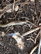 Palos Verdes, Western skink ad