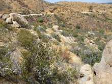 Rosy habitat