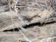 SB sandstone crevice