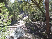 Parviruba habitat