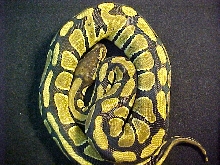 high yellow F
