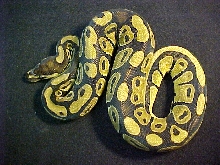high yellow F 2
