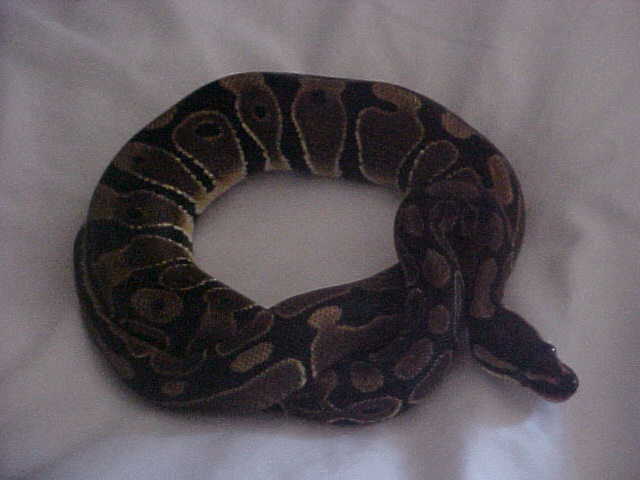 female ball #5
