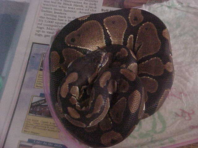 female ball #1