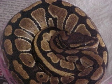 female ball #2