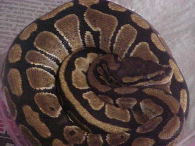 female ball #2
