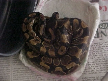 female ball #3