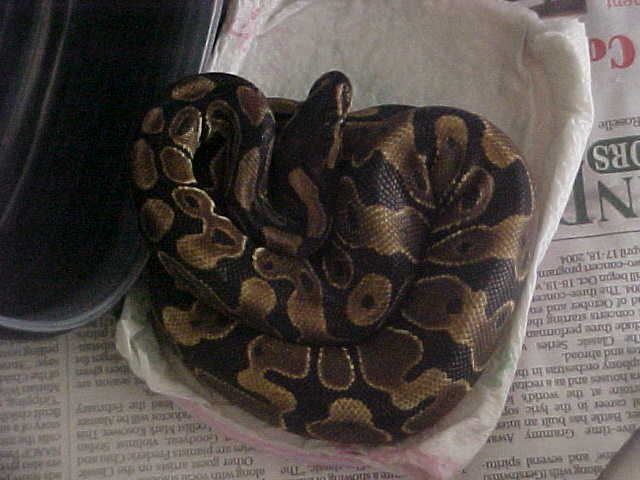female ball #3