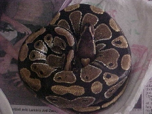 female ball #4