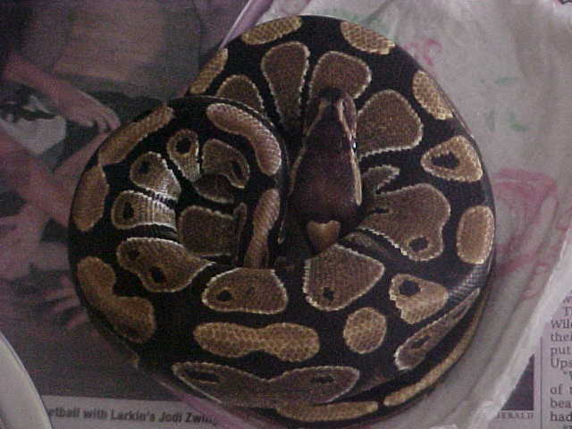 female ball #4