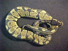 reduced pattern F
