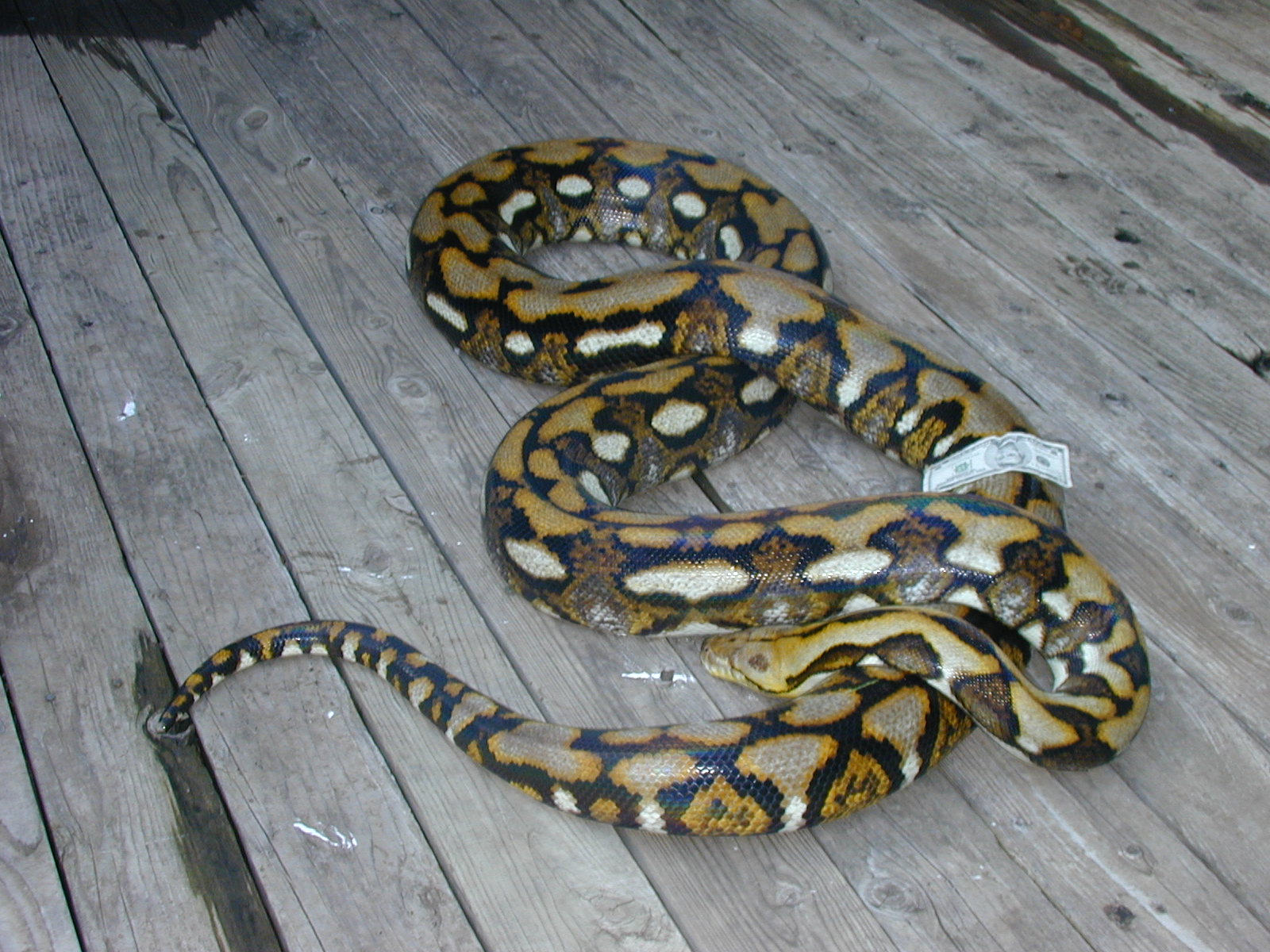 tiger retic