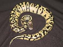 nova