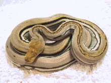 Genetic stripe