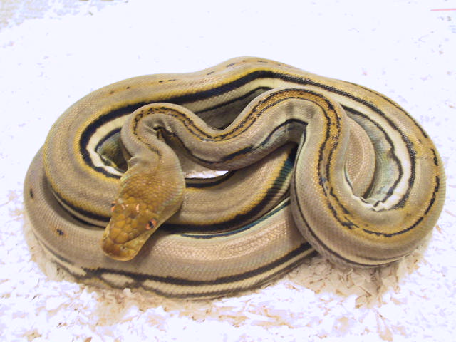 Genetic stripe