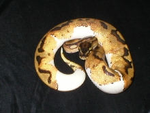 Male Pied