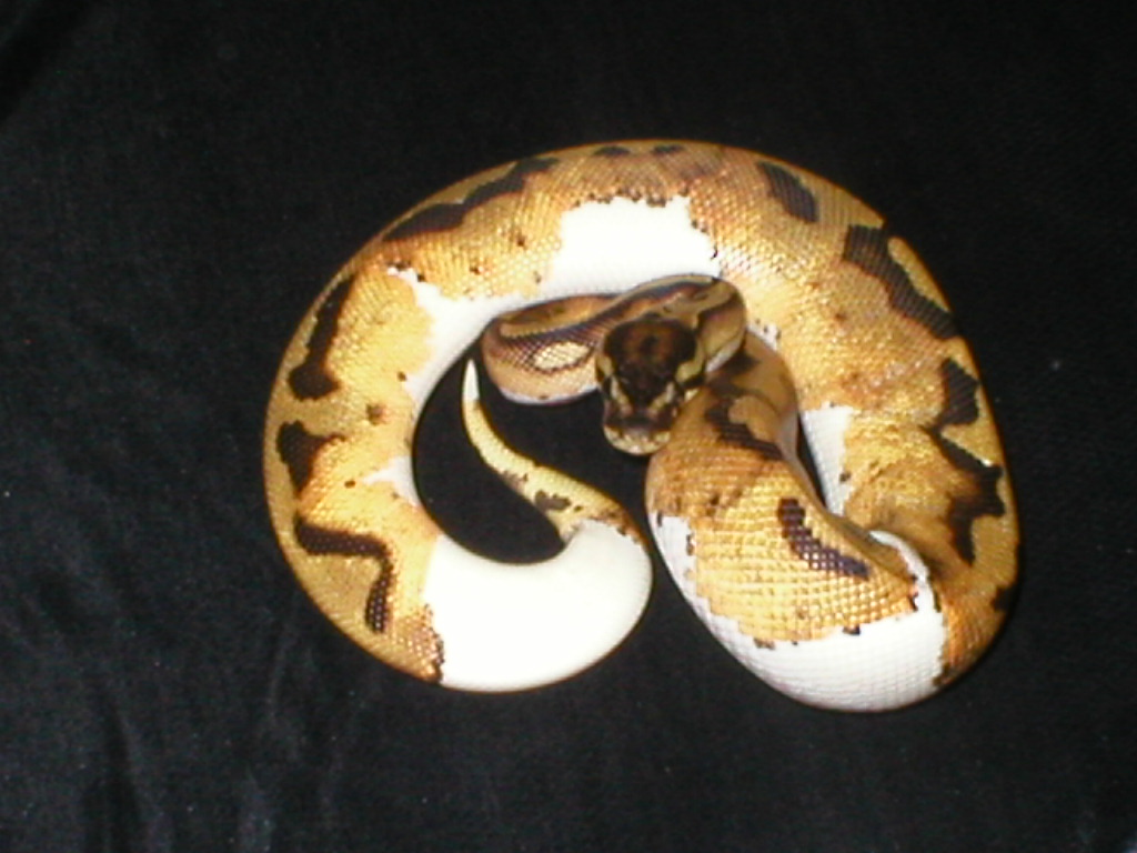 Male Pied