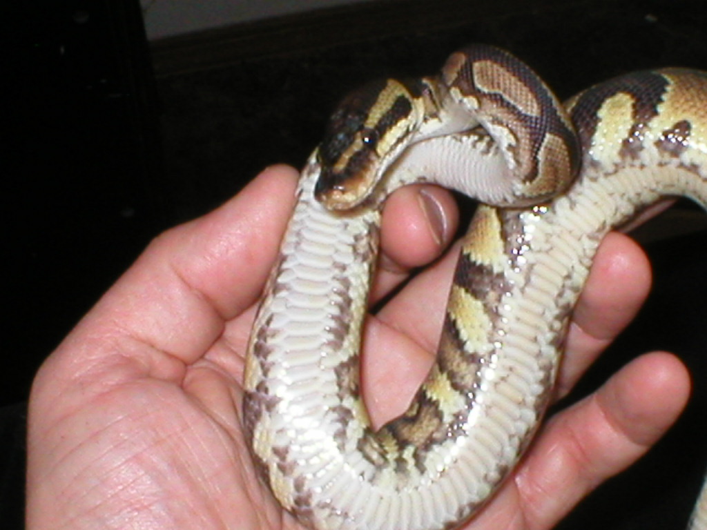 Yellow belly
