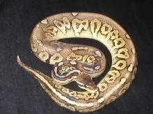 Male Pewter