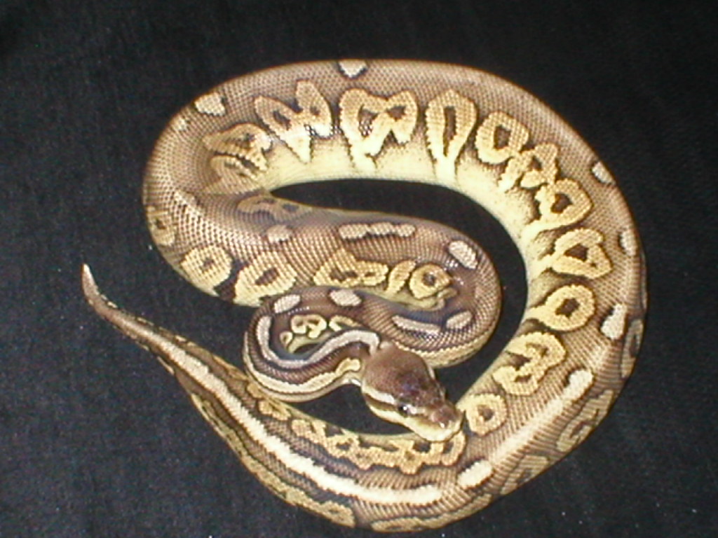 Male Pewter