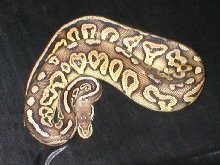 female pewter