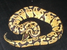 pastel