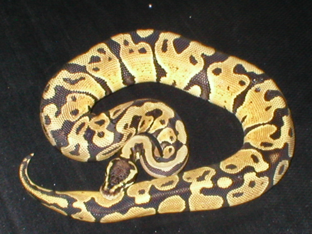 pastel