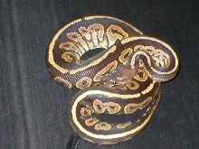 Female Cinn
