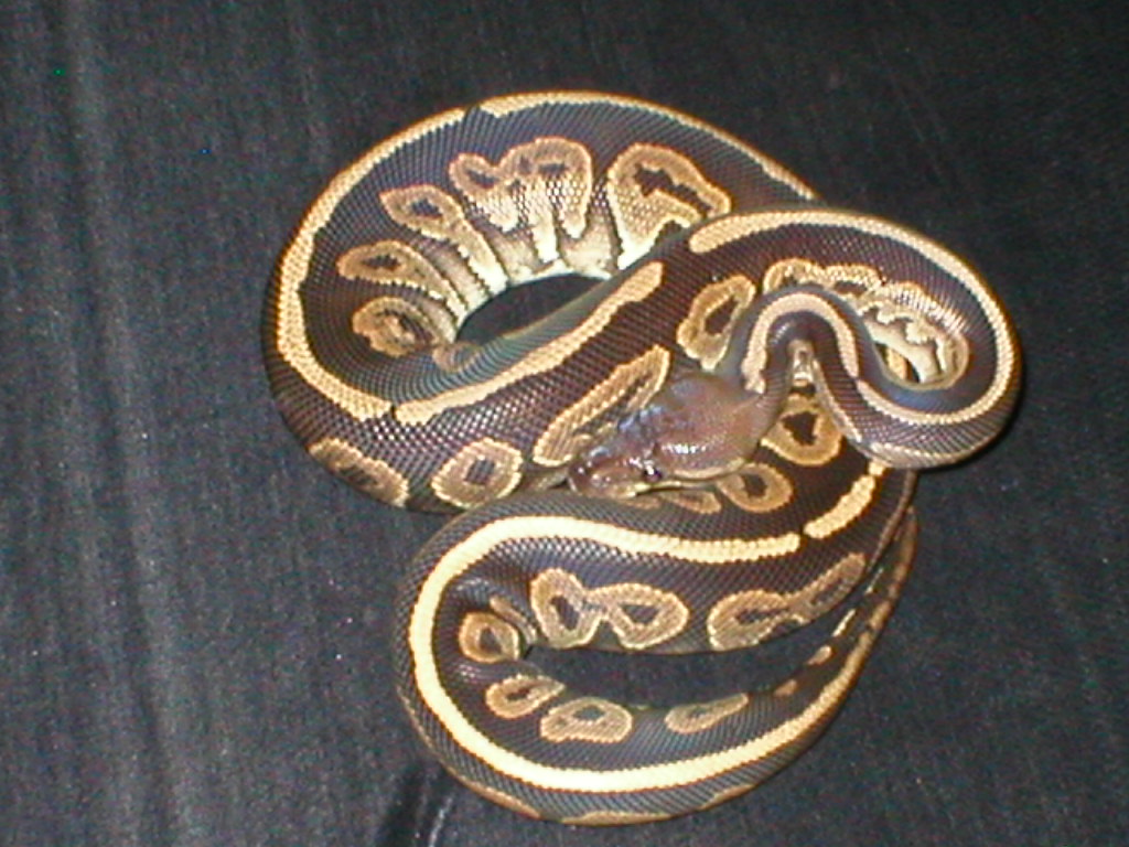 Female Cinn
