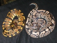 VPI Axanthic