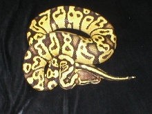 Nova Ball