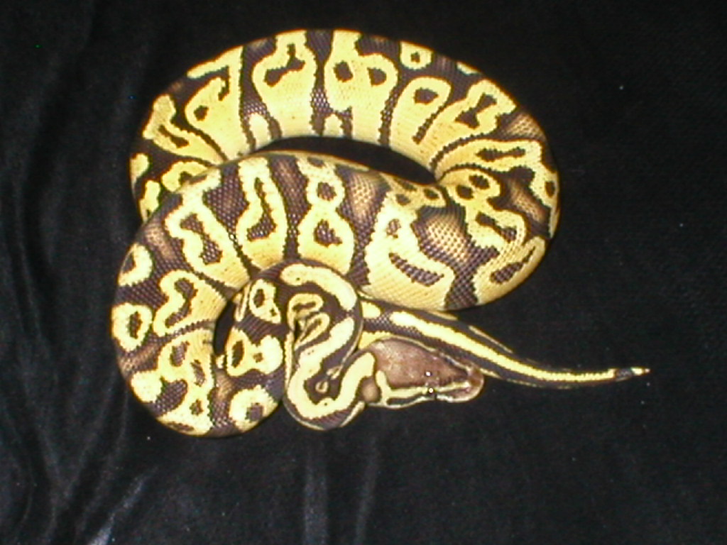 Nova Ball