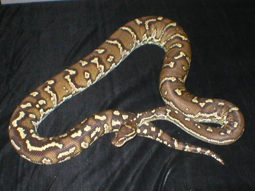 Angolan