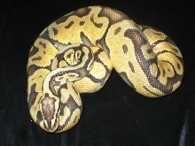 Super Pastel