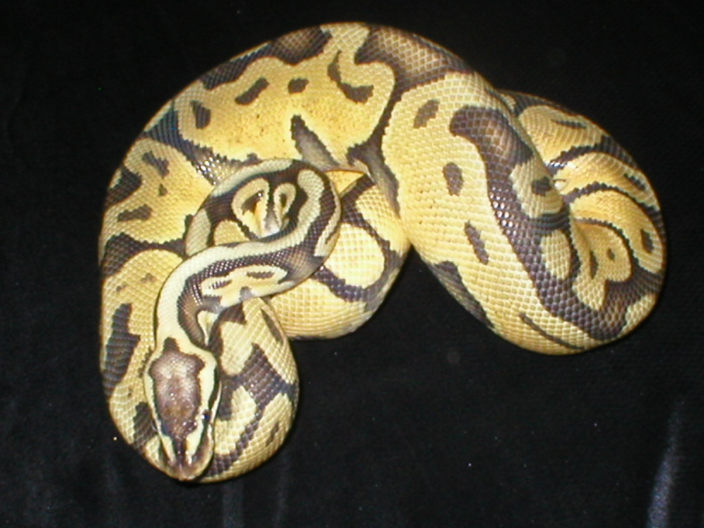 Super Pastel