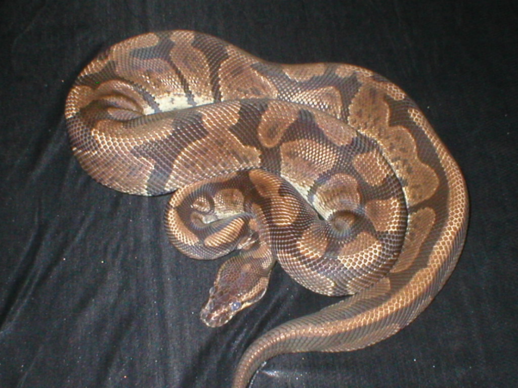 Granite