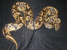 Labyrinth