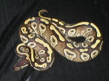 Female Mojave