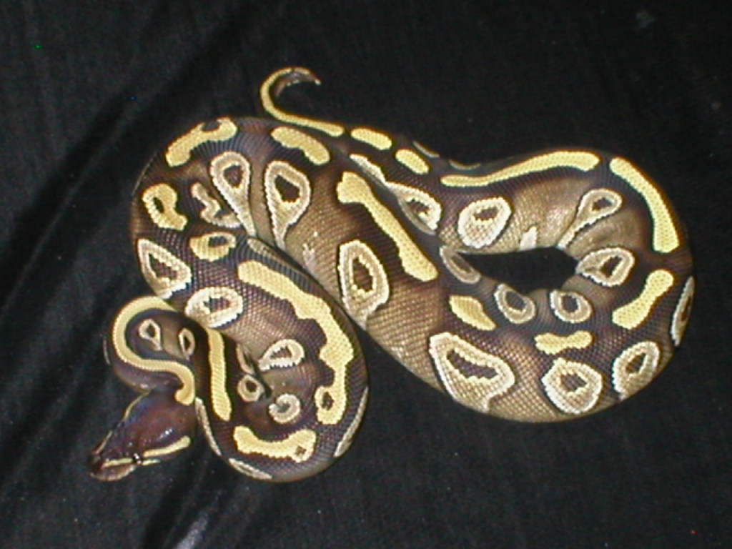 Female Mojave