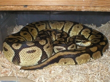 female pastel