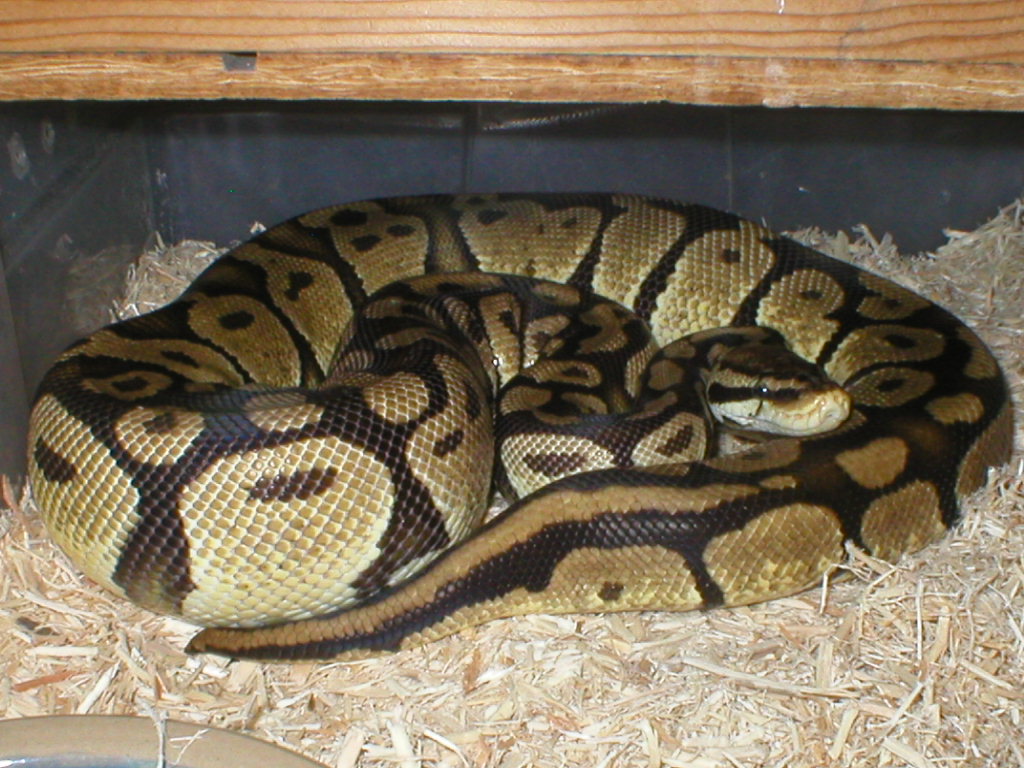 female pastel