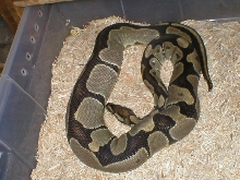Ovulation