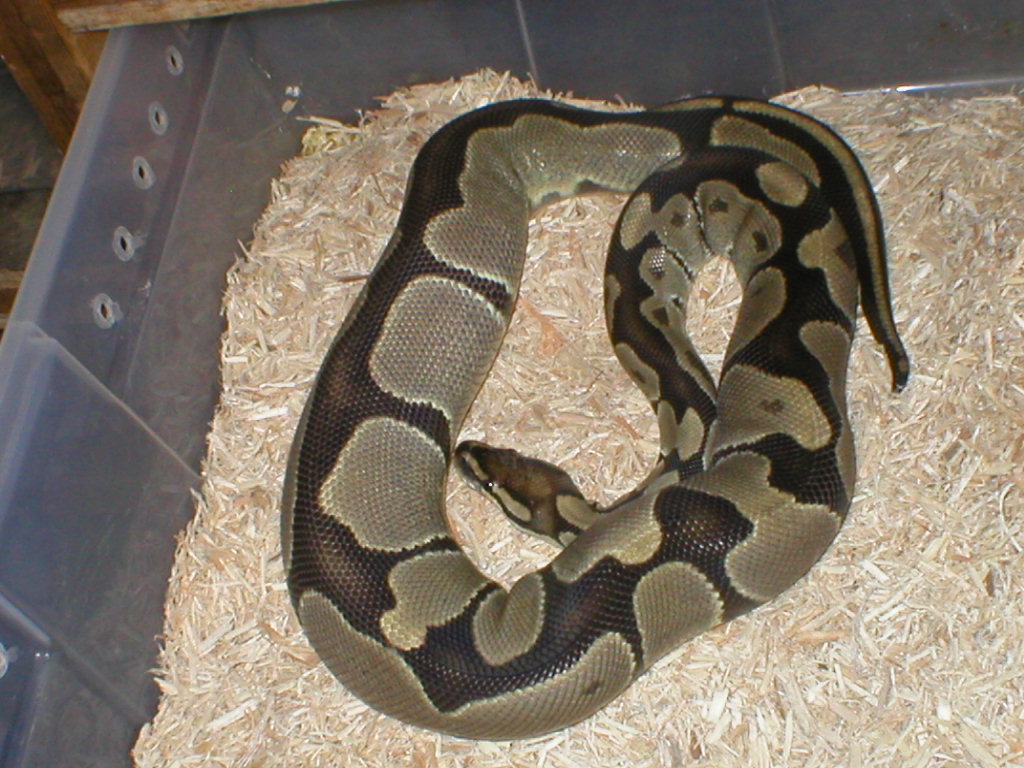 Ovulation