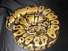female pastel